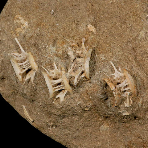 Eight 8 Saber Toothed Herring Fossil Vertebrae Enchodus Libycus Cretaceous Age