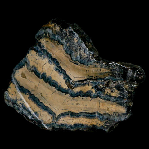 2.4" Mammoth Tooth Cross Section In Riker Display Pleistocene Age Hawthorne FM - Fossil Age Minerals