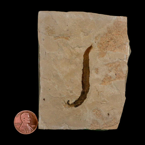 1.8" Detailed Salix Longiacuminata Fossil Plant Leaf Eocene Age Green River Formation Utah - Fossil Age Minerals