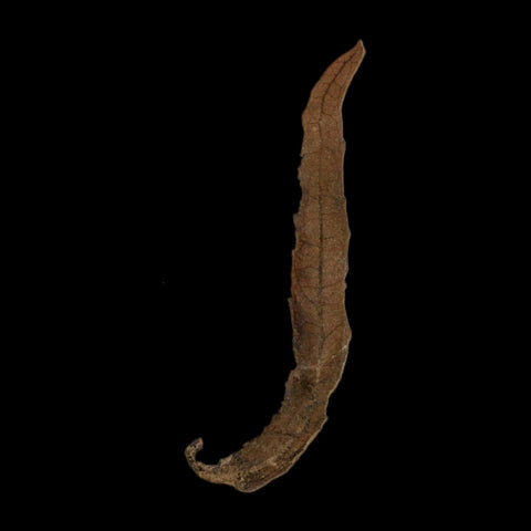 1.8" Detailed Salix Longiacuminata Fossil Plant Leaf Eocene Age Green River Formation Utah - Fossil Age Minerals