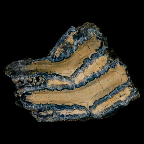 2.4" Mammoth Tooth Cross Section In Riker Display Pleistocene Age Hawthorne FM - Fossil Age Minerals