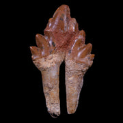 3.4" Basilosaurus Tooth Rooted Prehistoric Whale 34 Mil Yrs Old Late Eocene COA