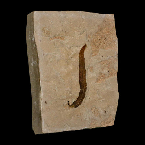 1.8" Detailed Salix Longiacuminata Fossil Plant Leaf Eocene Age Green River Formation Utah - Fossil Age Minerals