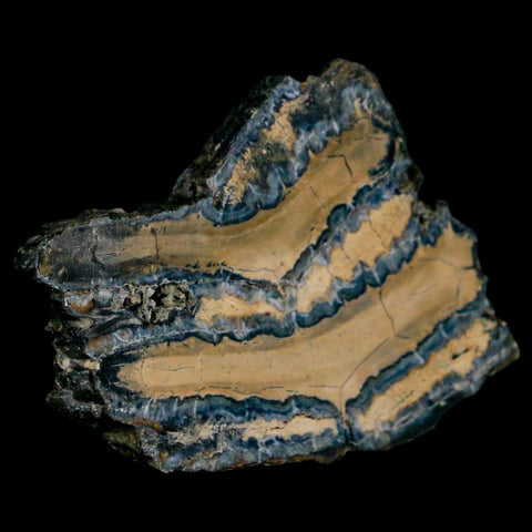 2.4" Mammoth Tooth Cross Section In Riker Display Pleistocene Age Hawthorne FM - Fossil Age Minerals