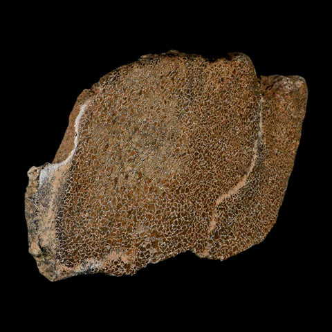 6" Fossil Dinosaur Gem Bone Cut Polished Slab Agatized Dinosaur Bone Morocco - Fossil Age Minerals