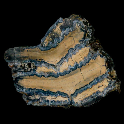 2.4" Mammoth Tooth Cross Section In Riker Display Pleistocene Age Hawthorne FM - Fossil Age Minerals