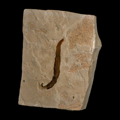 1.8" Detailed Salix Longiacuminata Fossil Plant Leaf Eocene Age Green River Formation Utah - Fossil Age Minerals