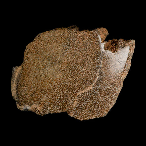 6" Fossil Dinosaur Gem Bone Cut Polished Slab Agatized Dinosaur Bone Morocco - Fossil Age Minerals