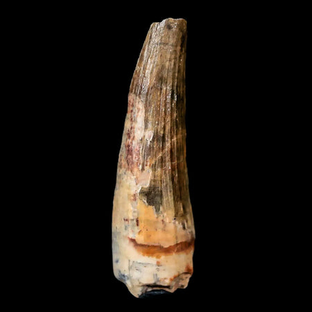 1" Suchomimus Fossil Tooth Cretaceous Spinosaurid Dinosaur Elraz FM Niger COA
