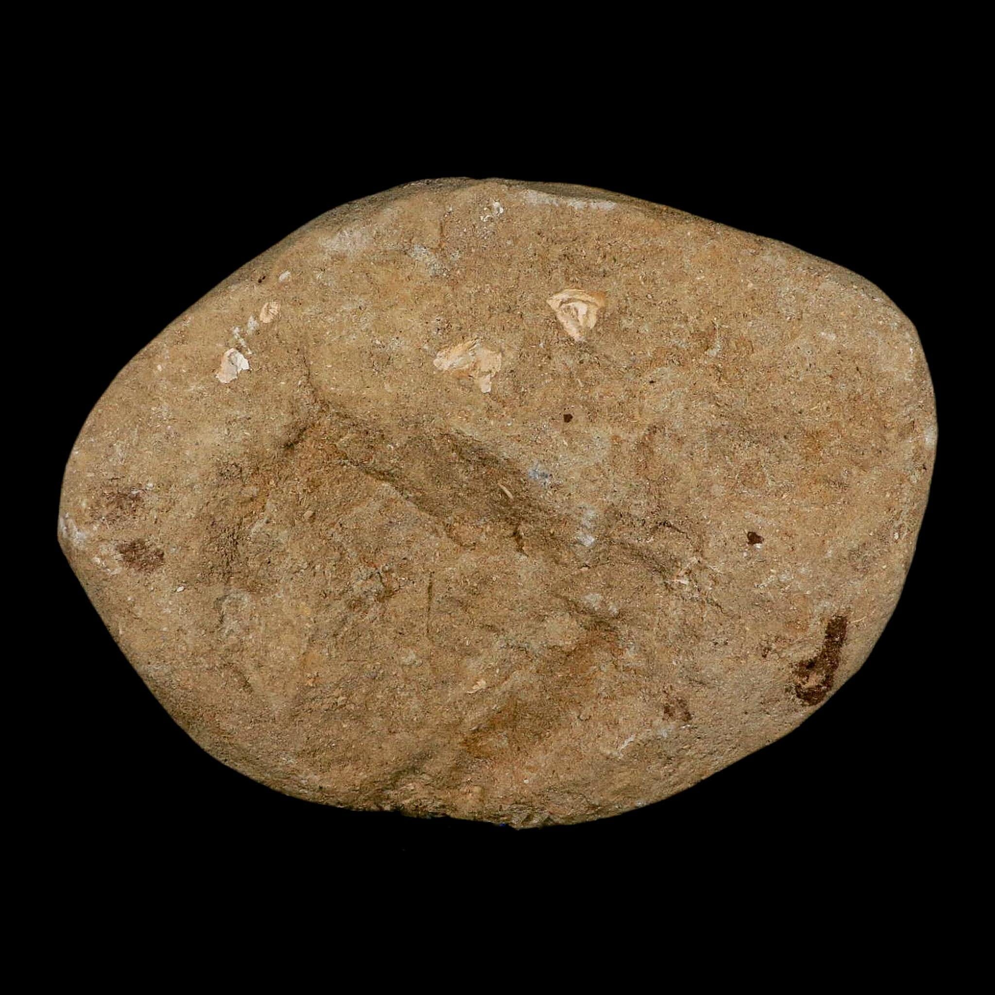 Eight 8 Saber Toothed Herring Fossil Vertebrae Enchodus Libycus Cretaceous Age - Fossil Age Minerals