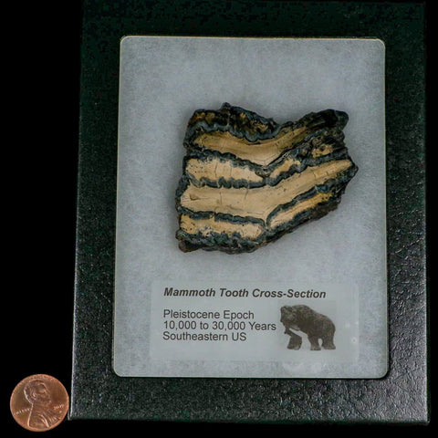 2.4" Mammoth Tooth Cross Section In Riker Display Pleistocene Age Hawthorne FM - Fossil Age Minerals