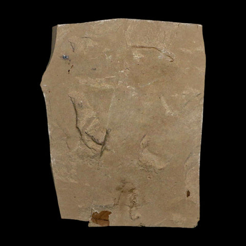 1.8" Detailed Salix Longiacuminata Fossil Plant Leaf Eocene Age Green River Formation Utah - Fossil Age Minerals