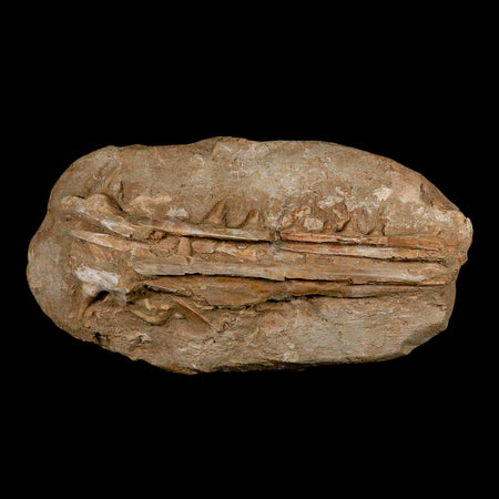 12.8" Saber Toothed Herring Fossil Jaw Teeth Section Enchodus Libycus Cretaceous Age