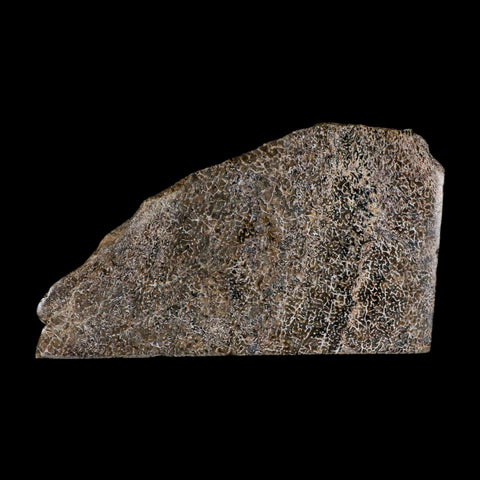 5.4" Fossil Dinosaur Gem Bone Cut Polished Slab Agatized Dinosaur Bone Morocco - Fossil Age Minerals