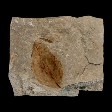 1.8" Detailed Rosa Hilliae Fossil Plant Leaf Eocene Age Green River Formation Utah