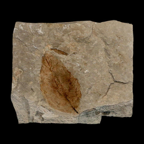1.8" Detailed Rosa Hilliae Fossil Plant Leaf Eocene Age Green River Formation Utah - Fossil Age Minerals