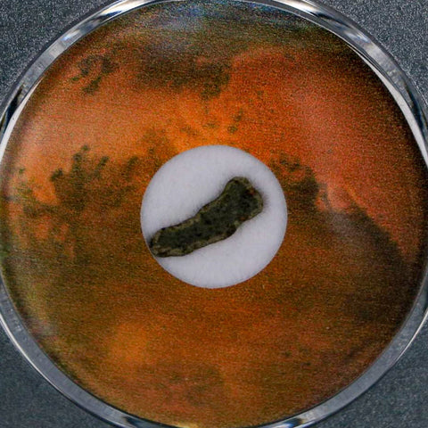 Mars Rock Martian Meteorite Amgala 001 Shergottite Olivine-Phyric COA And Display - Fossil Age Minerals