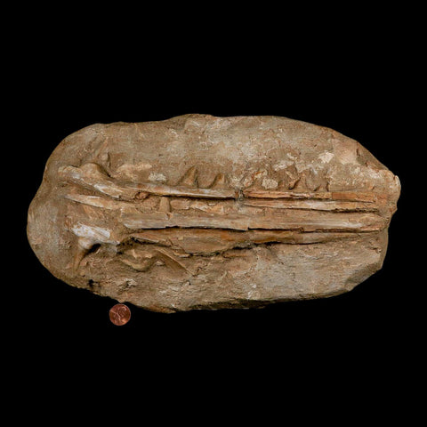 12.8" Saber Toothed Herring Fossil Jaw Teeth Section Enchodus Libycus Cretaceous Age