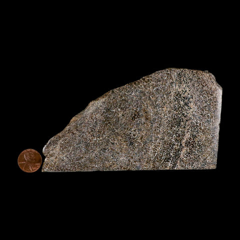 5.4" Fossil Dinosaur Gem Bone Cut Polished Slab Agatized Dinosaur Bone Morocco - Fossil Age Minerals