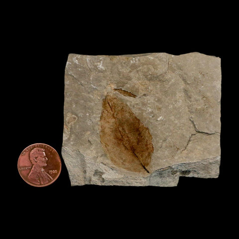 1.8" Detailed Rosa Hilliae Fossil Plant Leaf Eocene Age Green River Formation Utah - Fossil Age Minerals