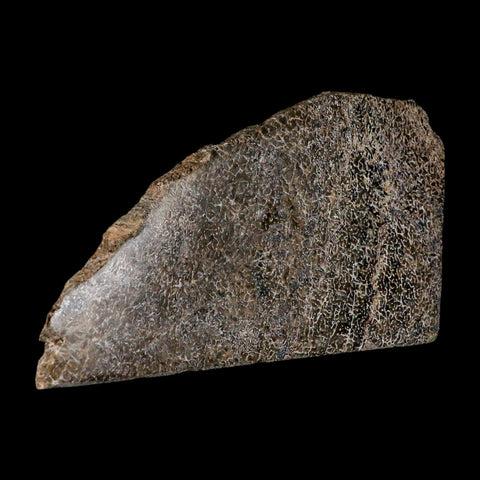 5.4" Fossil Dinosaur Gem Bone Cut Polished Slab Agatized Dinosaur Bone Morocco - Fossil Age Minerals