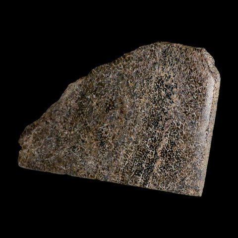 5.4" Fossil Dinosaur Gem Bone Cut Polished Slab Agatized Dinosaur Bone Morocco - Fossil Age Minerals