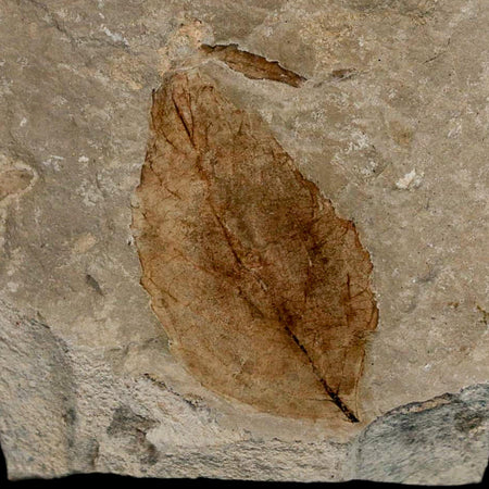 1.8" Detailed Rosa Hilliae Fossil Plant Leaf Eocene Age Green River Formation Utah