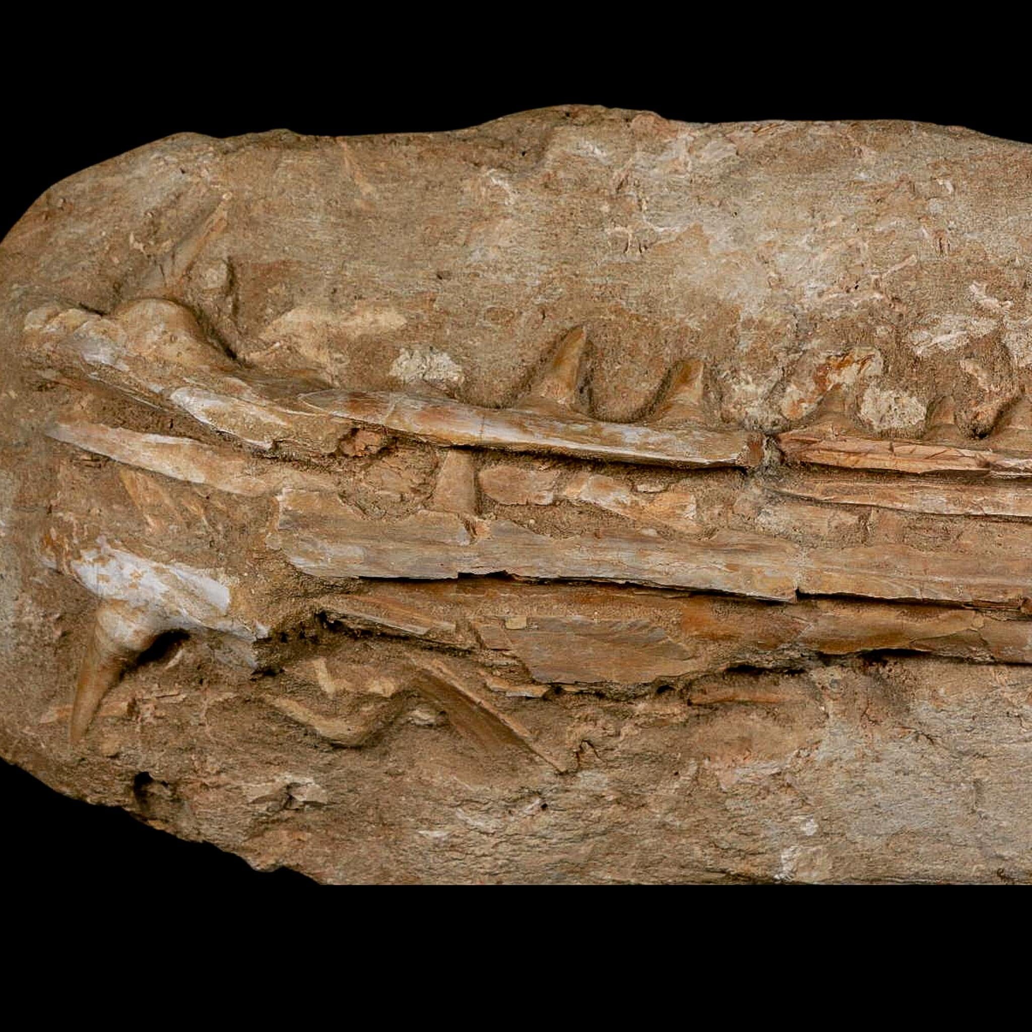 12.8" Saber Toothed Herring Fossil Jaw Teeth Section Enchodus Libycus Cretaceous Age - Fossil Age Minerals