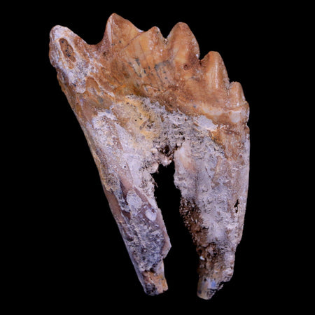 2.7" Basilosaurus Tooth Rooted Prehistoric Whale 34 Mil Yrs Old Late Eocene COA