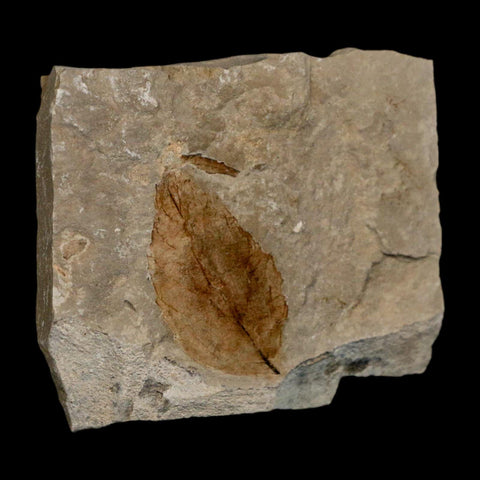 1.8" Detailed Rosa Hilliae Fossil Plant Leaf Eocene Age Green River Formation Utah - Fossil Age Minerals