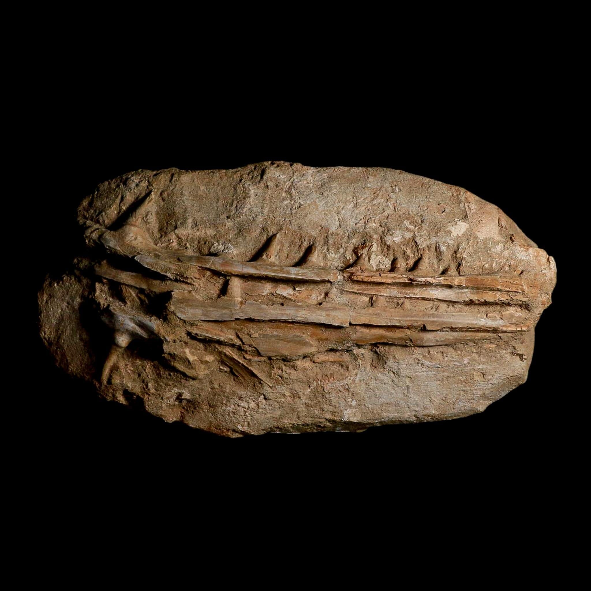 12.8" Saber Toothed Herring Fossil Jaw Teeth Section Enchodus Libycus Cretaceous Age - Fossil Age Minerals