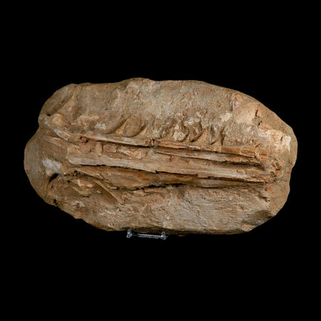 12.8" Saber Toothed Herring Fossil Jaw Teeth Section Enchodus Libycus Cretaceous Age