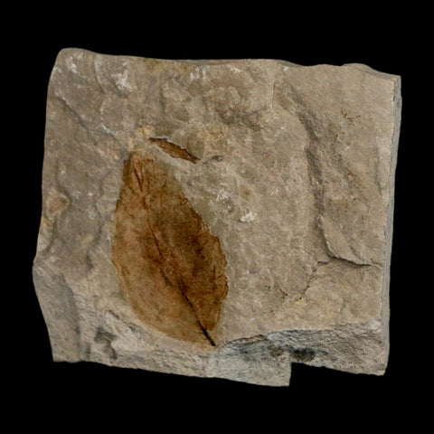 1.8" Detailed Rosa Hilliae Fossil Plant Leaf Eocene Age Green River Formation Utah - Fossil Age Minerals