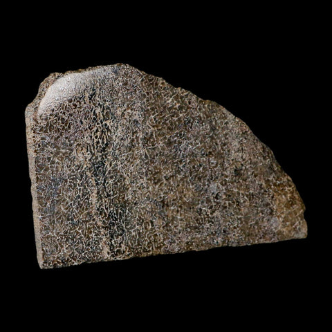 5.4" Fossil Dinosaur Gem Bone Cut Polished Slab Agatized Dinosaur Bone Morocco - Fossil Age Minerals