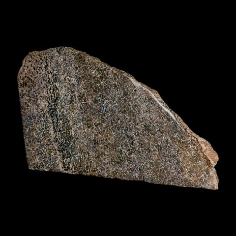 5.4" Fossil Dinosaur Gem Bone Cut Polished Slab Agatized Dinosaur Bone Morocco - Fossil Age Minerals