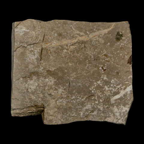1.8" Detailed Rosa Hilliae Fossil Plant Leaf Eocene Age Green River Formation Utah - Fossil Age Minerals