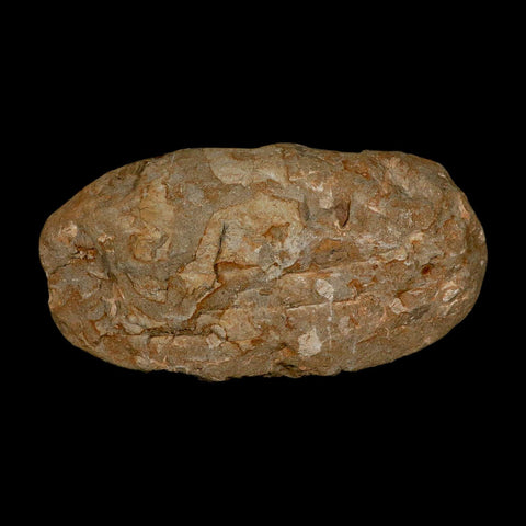 12.8" Saber Toothed Herring Fossil Jaw Teeth Section Enchodus Libycus Cretaceous Age