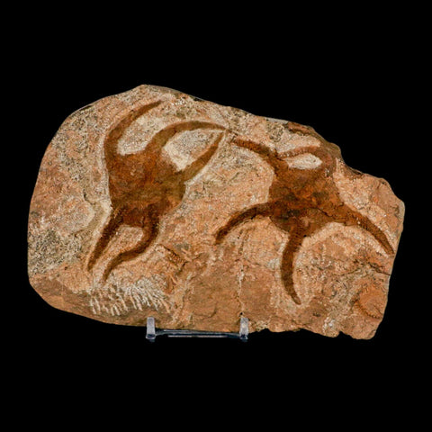 2 Two Brittlestar Ophiura Sp Starfish Fossil Ordovician Age Morocco COA & Stand - Fossil Age Minerals