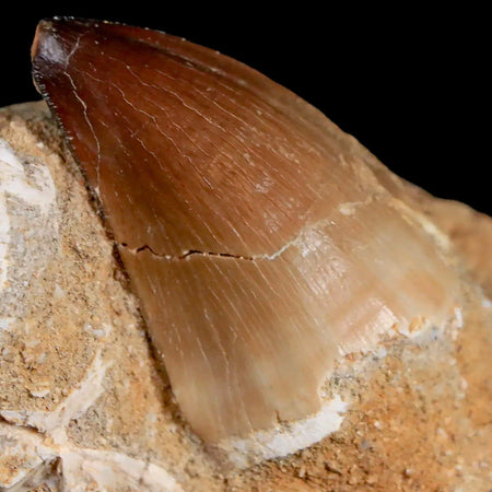 1.8" Mosasaur Prognathodon Fossil Tooth In Matrix Cretaceous Dinosaur Era COA