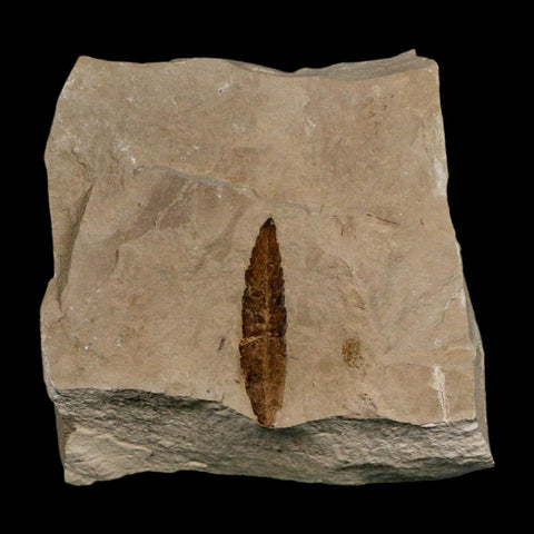 1.4" Detailed Cedrelospermum Nervosum Fossil Plant Leaf Eocene Age Green River FM UT - Fossil Age Minerals