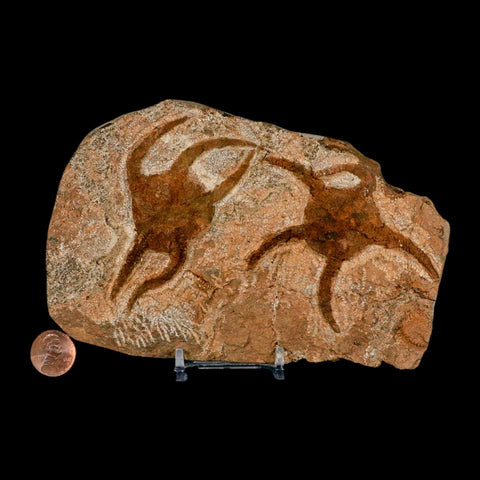 2 Two Brittlestar Ophiura Sp Starfish Fossil Ordovician Age Morocco COA & Stand - Fossil Age Minerals