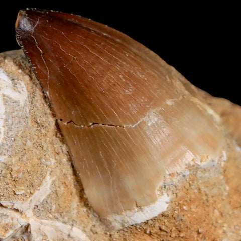 1.8" Mosasaur Prognathodon Fossil Tooth In Matrix Cretaceous Dinosaur Era COA - Fossil Age Minerals