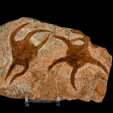 2 Two Brittlestar Ophiura Sp Starfish Fossil Ordovician Age Morocco COA & Stand - Fossil Age Minerals