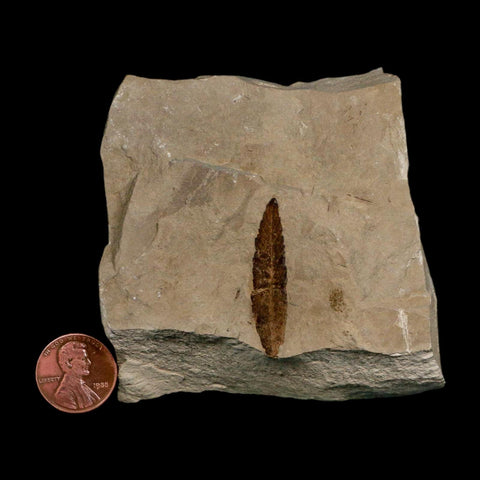 1.4" Detailed Cedrelospermum Nervosum Fossil Plant Leaf Eocene Age Green River FM UT - Fossil Age Minerals