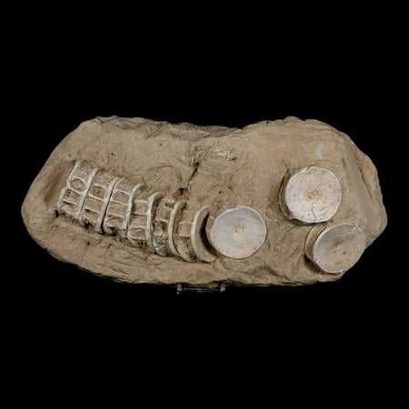 12.2" Otodus Obliquus Shark Vertebrae Fossil Bone In Matrix Morocco COA Stand