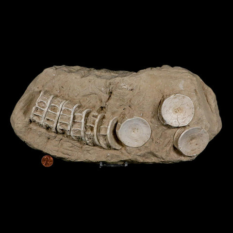 12.2" Otodus Obliquus Shark Vertebrae Fossil Bone In Matrix Morocco COA Stand