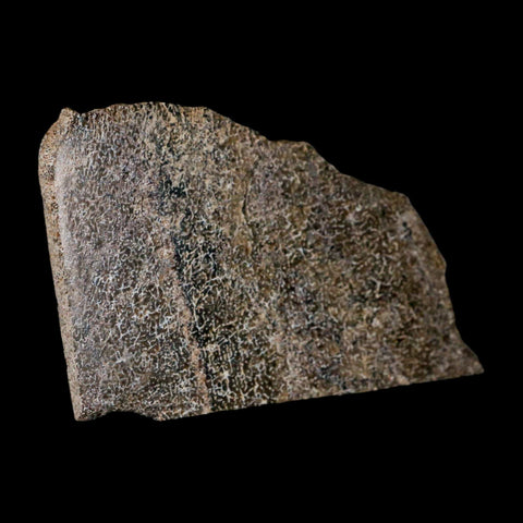 4.9" Fossil Dinosaur Gem Bone Cut Polished Slab Agatized Dinosaur Bone Morocco - Fossil Age Minerals