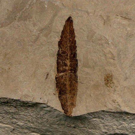 1.4" Detailed Cedrelospermum Nervosum Fossil Plant Leaf Eocene Age Green River FM UT
