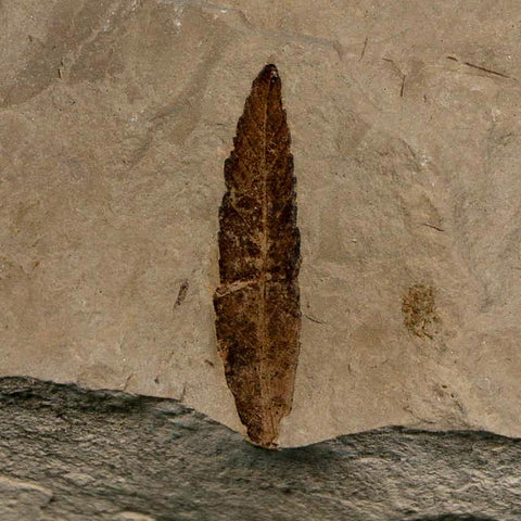 1.4" Detailed Cedrelospermum Nervosum Fossil Plant Leaf Eocene Age Green River FM UT - Fossil Age Minerals