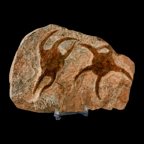 2 Two Brittlestar Ophiura Sp Starfish Fossil Ordovician Age Morocco COA & Stand - Fossil Age Minerals